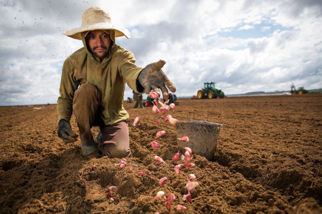 Produção de alho no campo