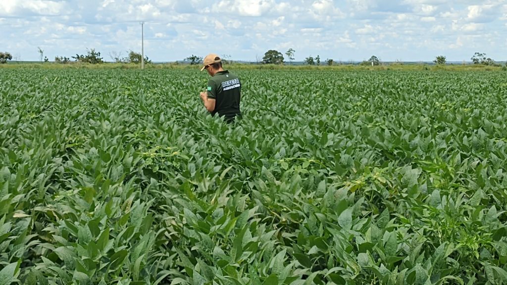 Plantio da soja: produtores devem realizar cadastramento obrigatório no Sidago até dia 17
