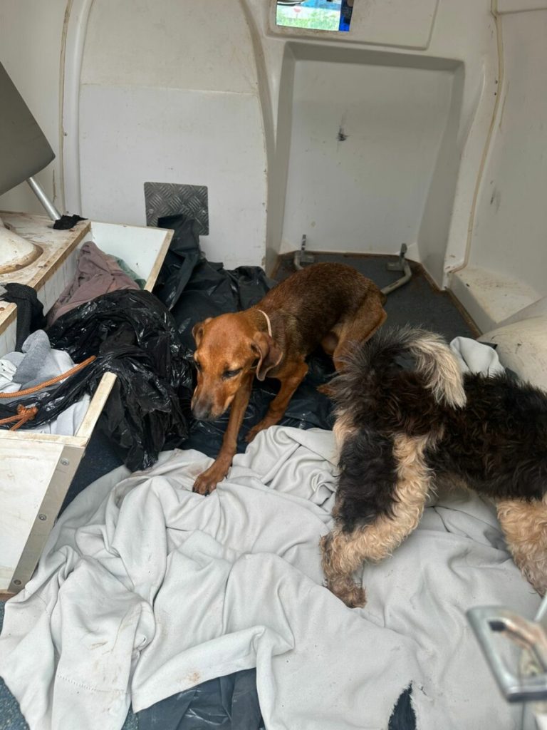 Duas mulheres são presas por maus-tratos a cachorros em Caçu