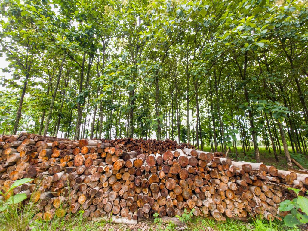 Plano Florestal fortalece a silvicultura em Goiás