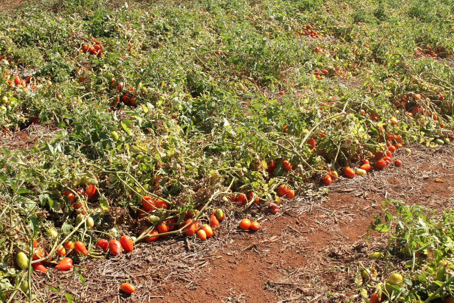 Período para transplantio do tomate começa neste domingo (1º/2) em Goiás