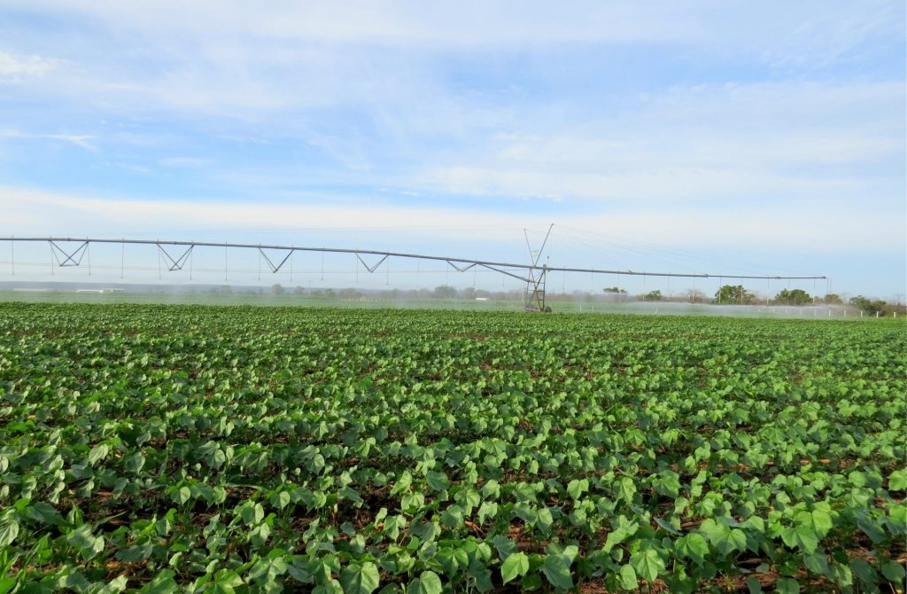 Calendário de semeadura do algodão começa nesta quarta
