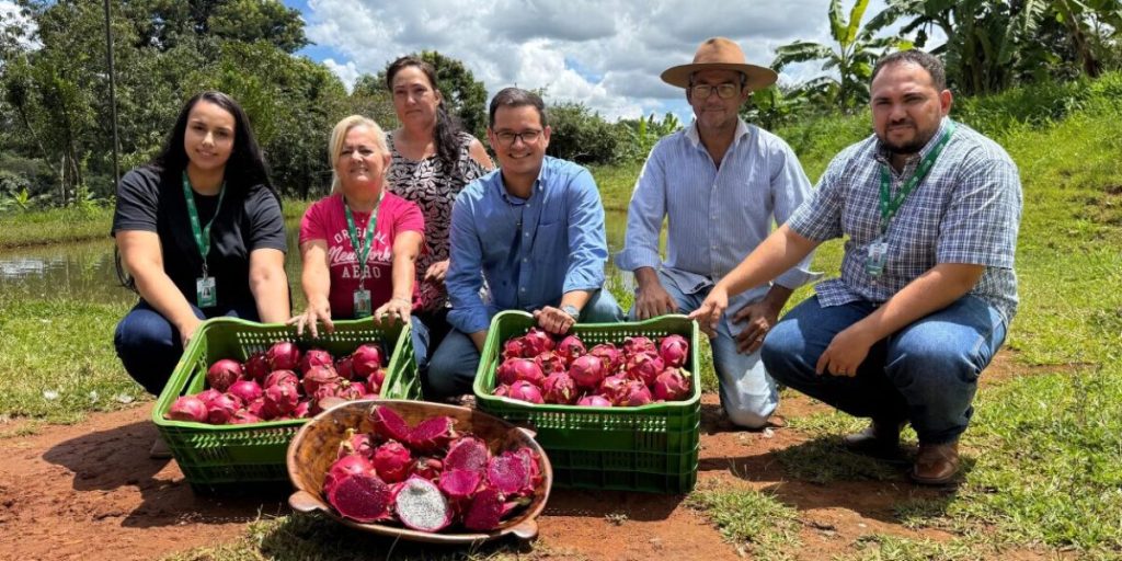 produtores de pitais em Goiás