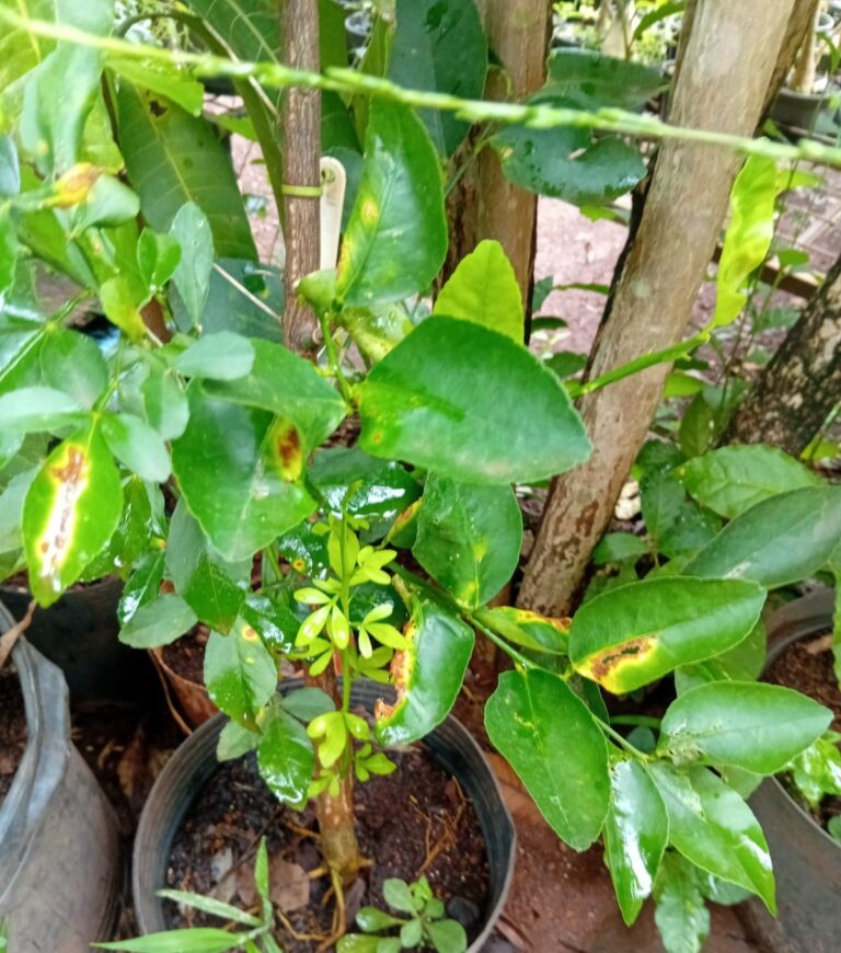 Muda cítrica com cancro