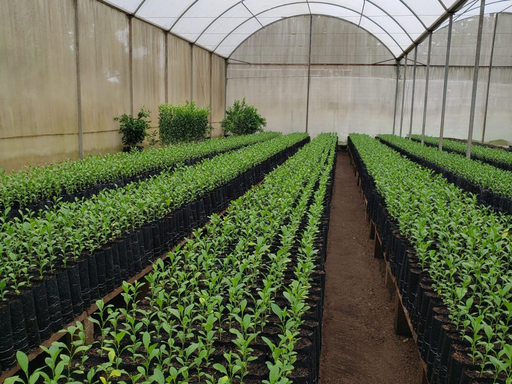 Agrodefesa e UFG firmam acordo de cooperação técnico-científica para fortalecer vigilância fitossanitária