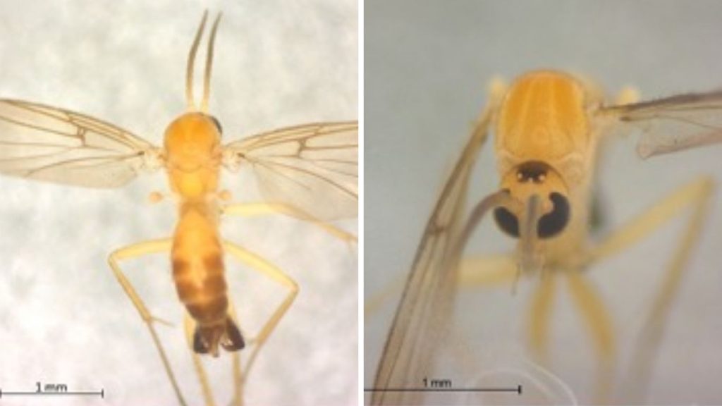 Mosca e pernilongo em extinção