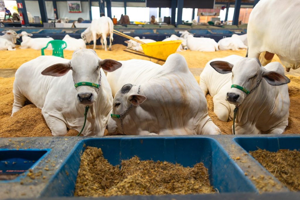 Agrodefesa reforça exigência de exames de brucelose e tuberculose para movimentação de bovinos e bubalinos destinados à reprodução