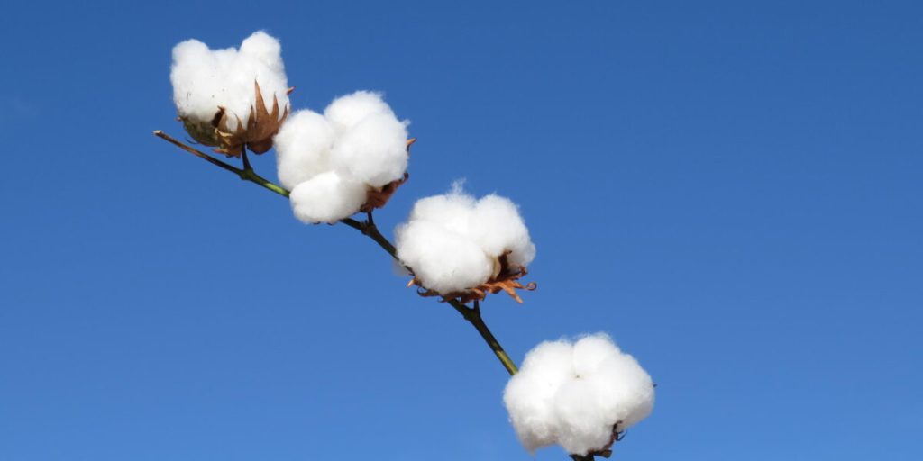 Capulhos de algodão (Foto: Fabiano Perina/Embrapa)