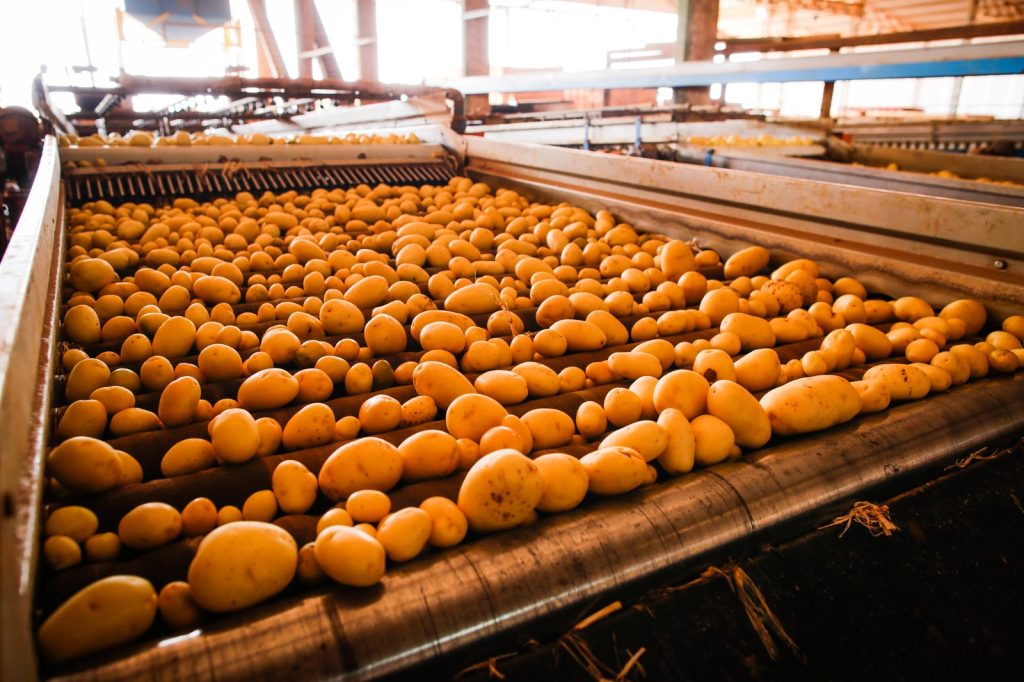 batata-inglesa _Foto Wenderson Araújo CNA.jpeg