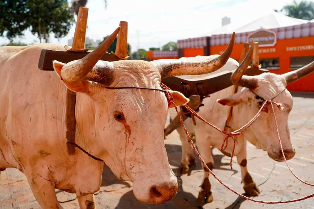 Com expectativa de 600 mil visitantes, Pecuária de Goiânia deve movimentar mais de R$ 100 milhões em negócios