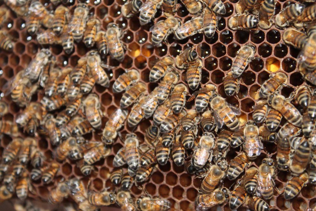 Agrodefesa e CropLife Brasil lançam "Guia de Boas Práticas Agrícolas para Preservação dos Polinizadores”
