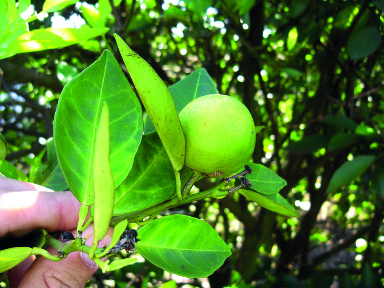 Agrodefesa estabelece medidas fitossanitárias para proteger produção goiana contra HLB