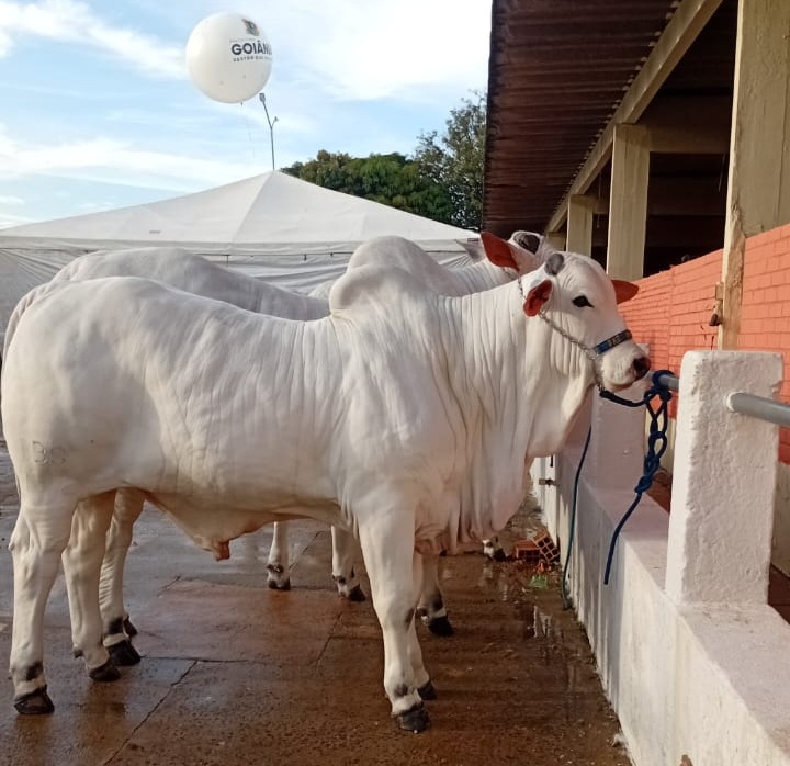 Governo de Goiás participa da 79ª Pecuária de Goiânia