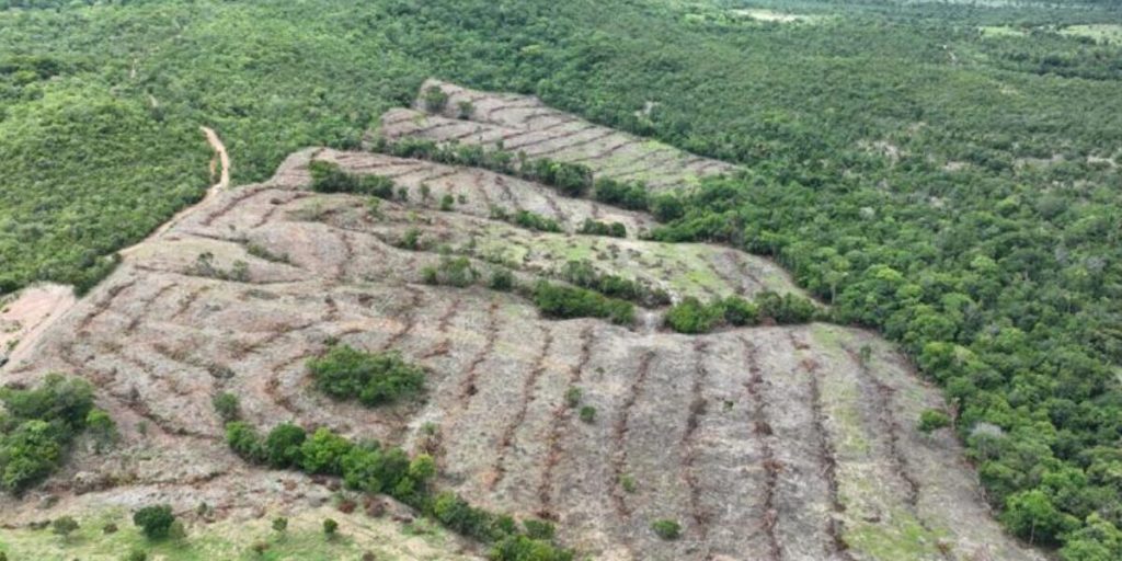 Desmatamento em Goiás cai 44%, aponta Mapbiomas - Área desamatada em meio à vegetação preservada
