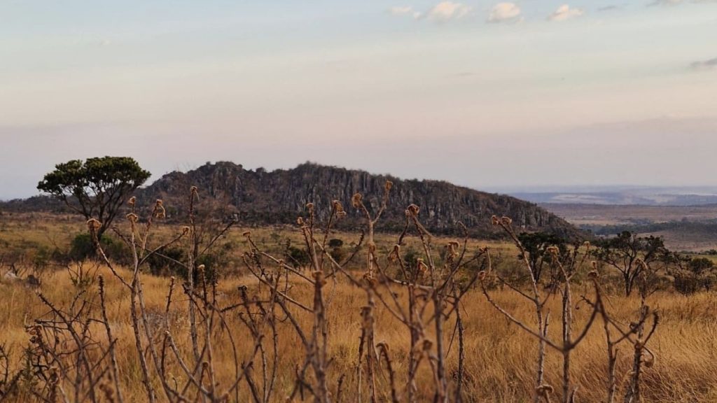 Cerrado