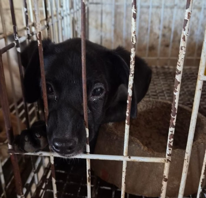 Polícia resgata animais em situação de maus-tratos e prende responsáveis