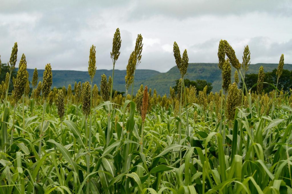Goiás mantém liderança nacional na produção de sorgo