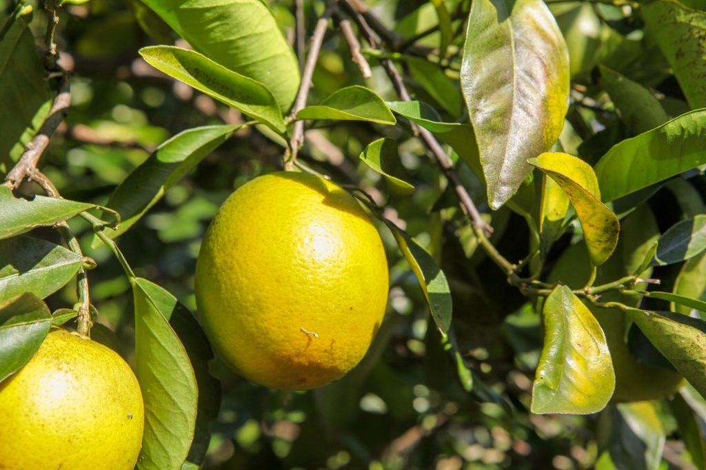 Controle fitossanitário contribui para aumento da produção de citros em Goiás - laranja no pomar