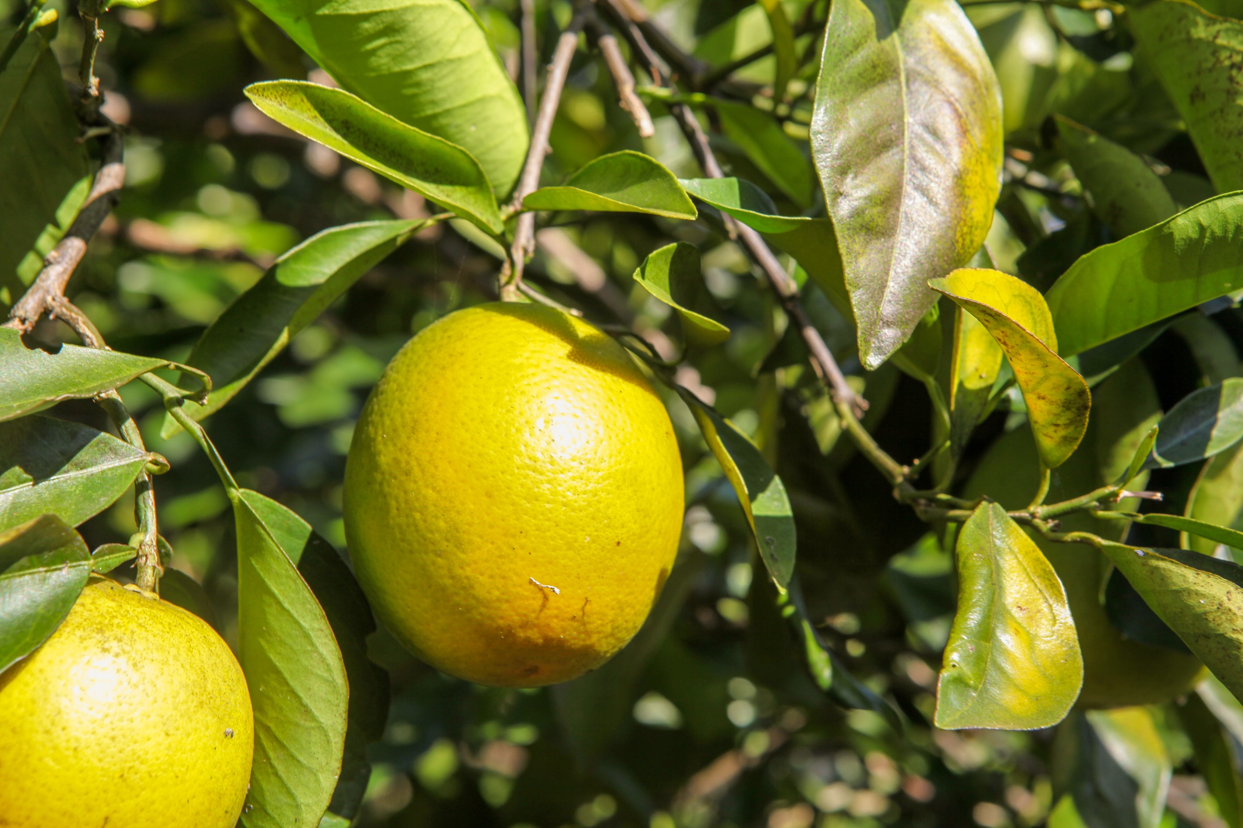 Controle fitossanitário contribui para aumento da produção de citros em Goiás - laranja no pomar