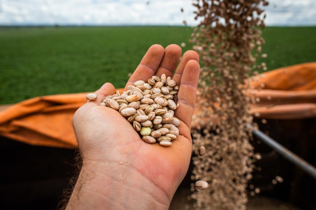 Produção goiana de feijão consolida segundo lugar em produtividade no Brasil - mão com grãos de feijão durante a colheita