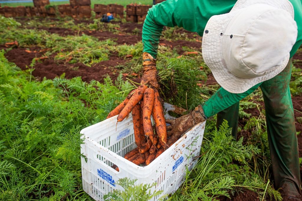 Rendimento médio no agronegócio de Goiás tem alta de 20,5%