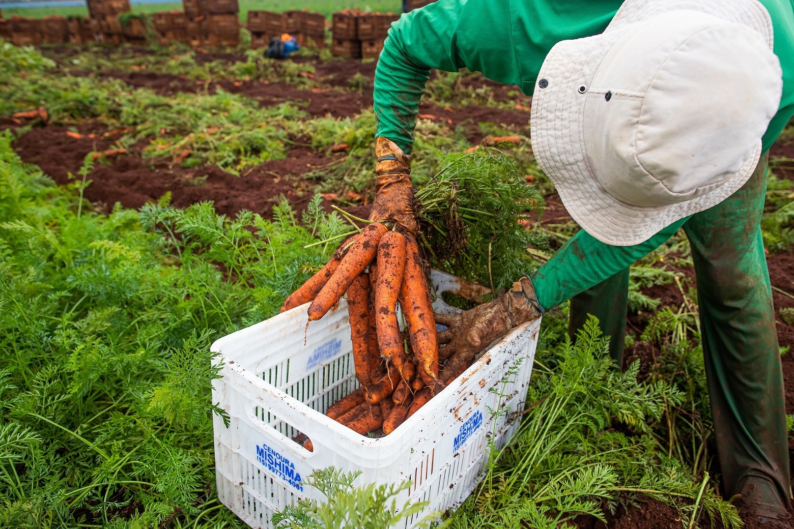 Rendimento médio no agronegócio de Goiás tem alta de 20,5%