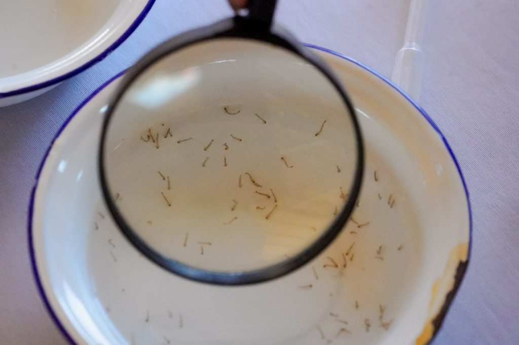 Chuvas fora de época elevam risco de dengue e chikungunya em Goiás - Larvas do mosquito transmissor sob lente lupa