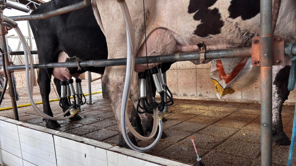 Goiás registra valorização do preço do leite ao produtor