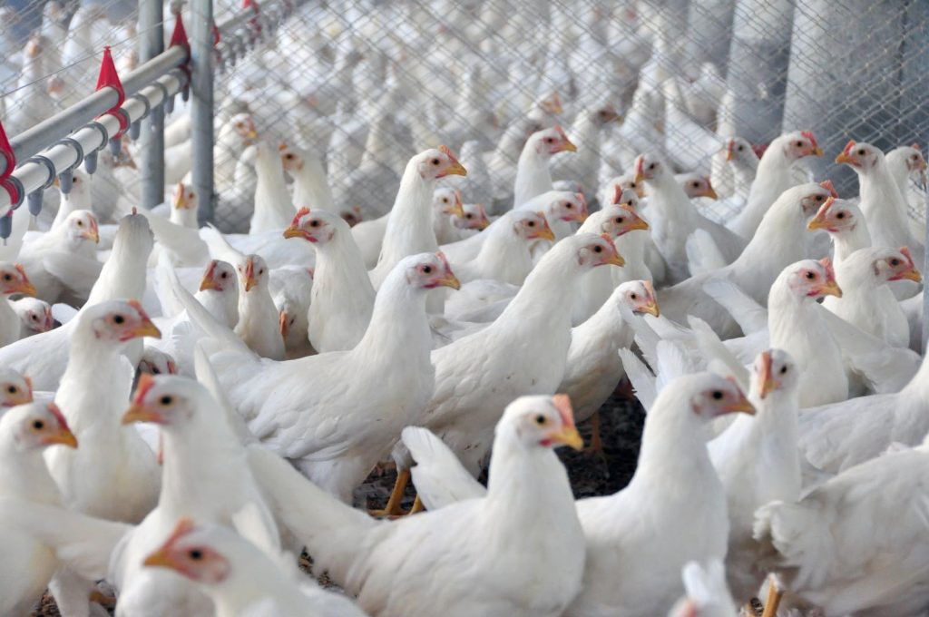 Goiás amplia em 19% exportações de carne de frango
