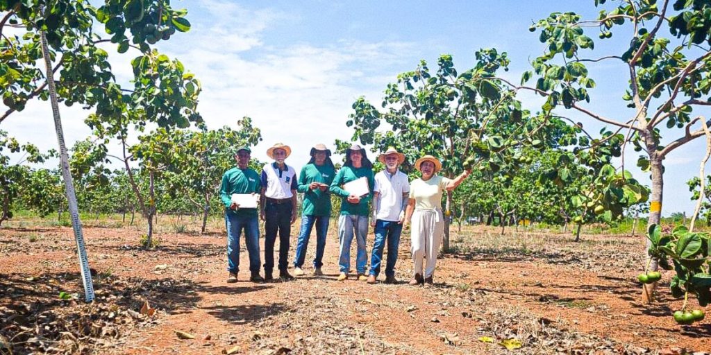 Pesquisa com pequi antecipa produção e quer ampliar cultivo